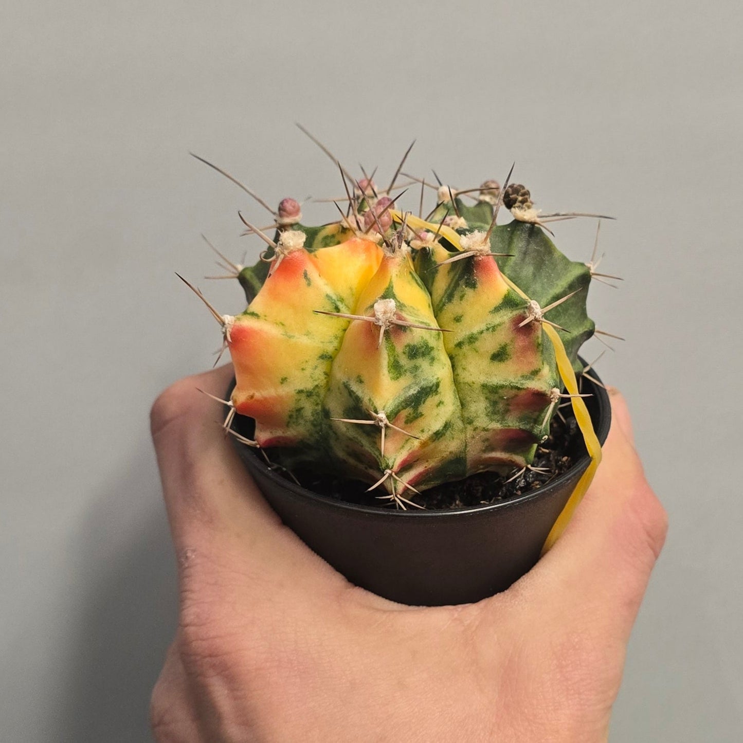 Mixed - Gymnocalycum Mihanovichii Cactus Variegated