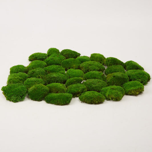 Live Cushion Moss