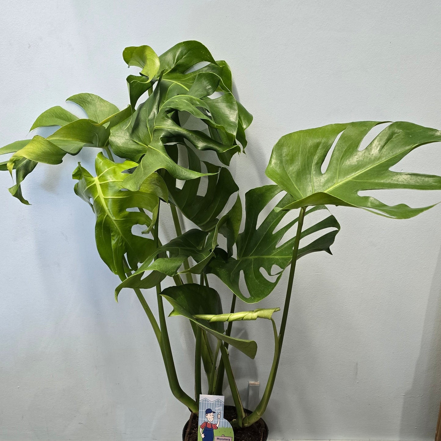 Large Swiss Cheese Plant (Monstera Deliciosa)