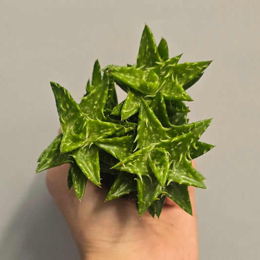 Mini - Aloe Vera Squarrosa