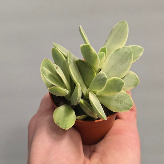 Mini - Crassula Rusby Variegata