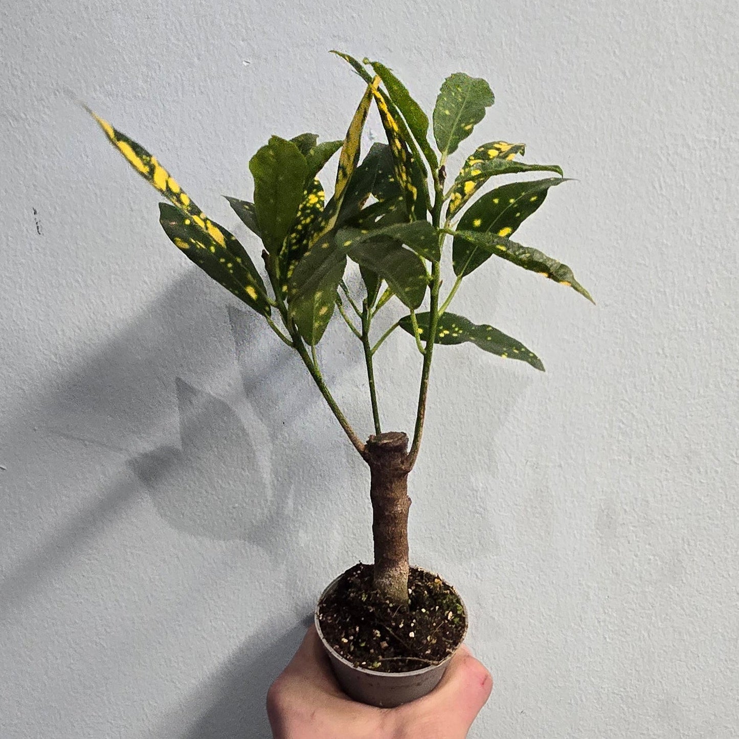 Mini Trunked Codiaeum Variegatum