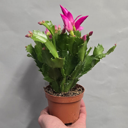 Chirtsmas Cactus Schlumbergera - Mixed
