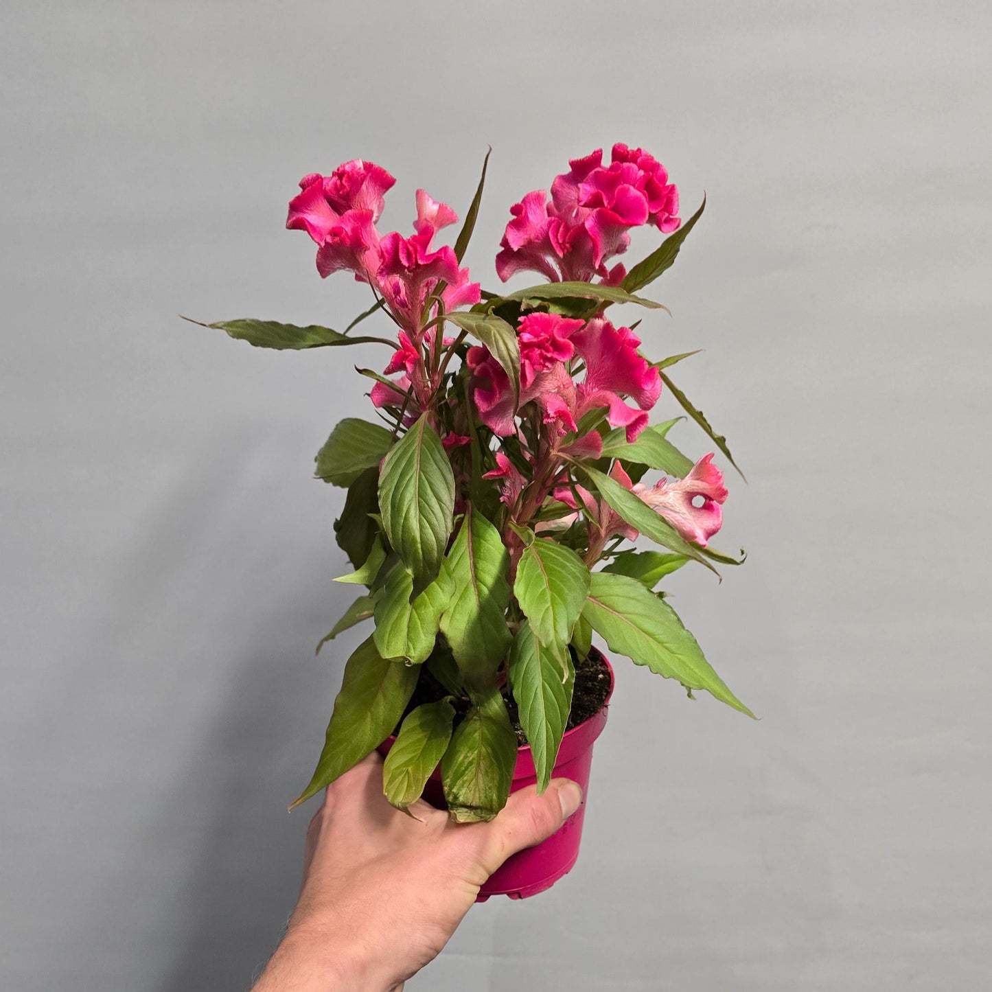 Celosia Cristata - Mixed