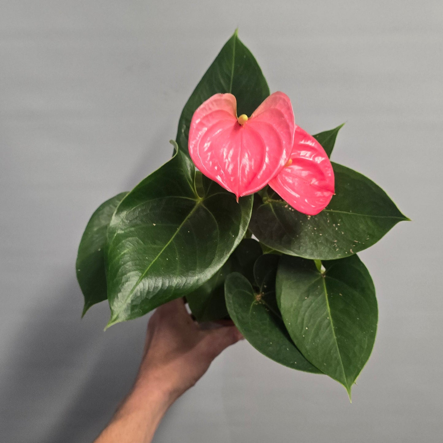 Flowering Anthurium 40-50cm