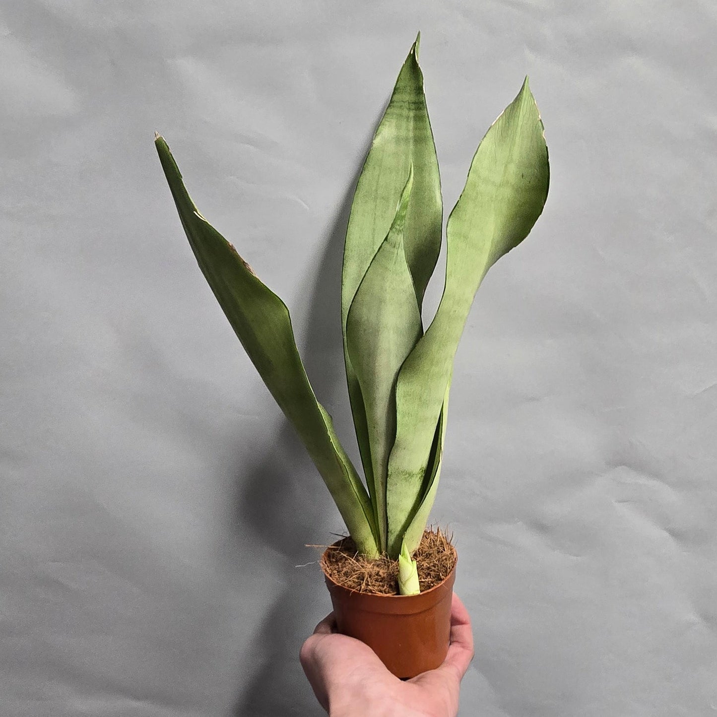 Sansevieria Moonshine - Snake Plant