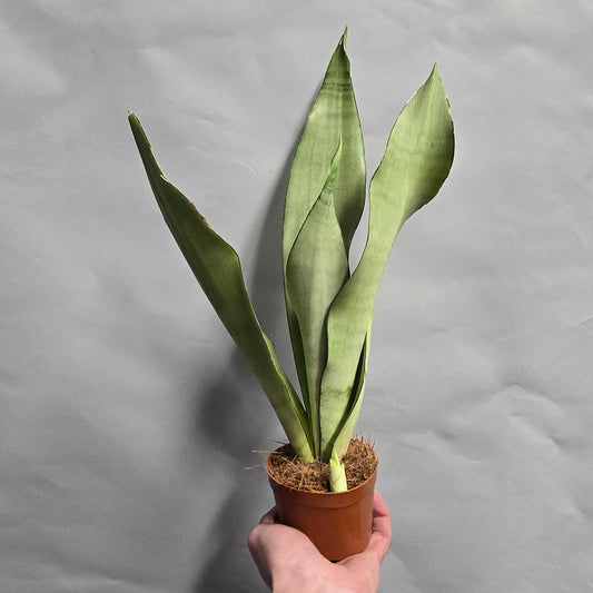 Sansevieria Moonshine  - Snake Plant