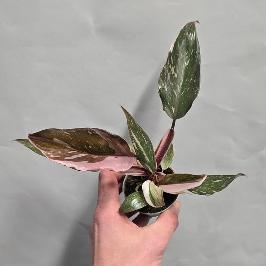 Mini - Philodendron Red Anderson Varigated