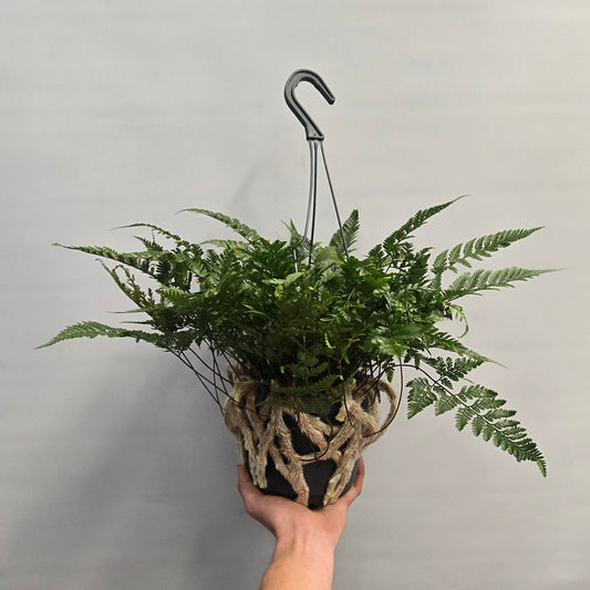 Hanging - Rabbit's Foot Fern - Tyermannii (OFFER)