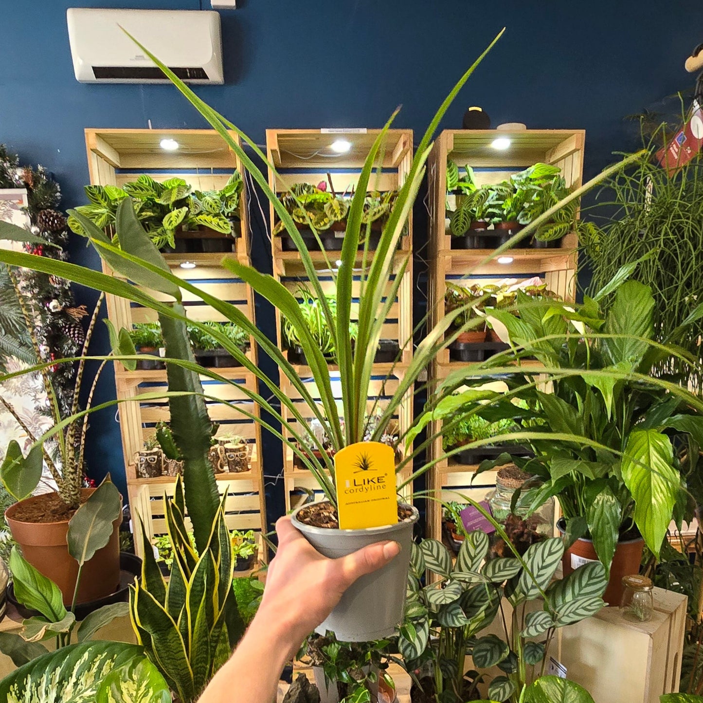 Cordyline Australis - Green - 50cm