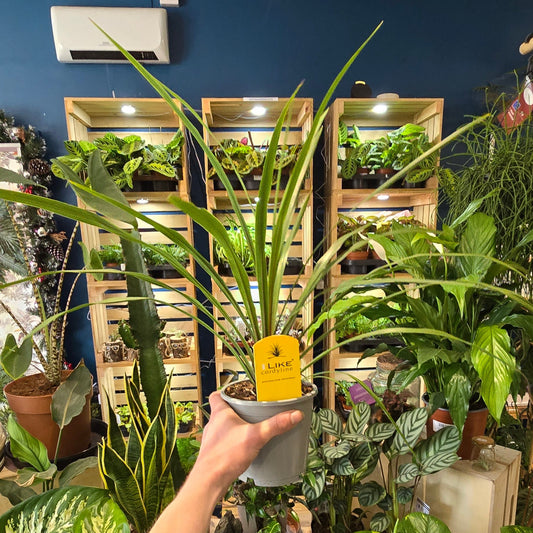Cordyline Australis - Green - 50cm