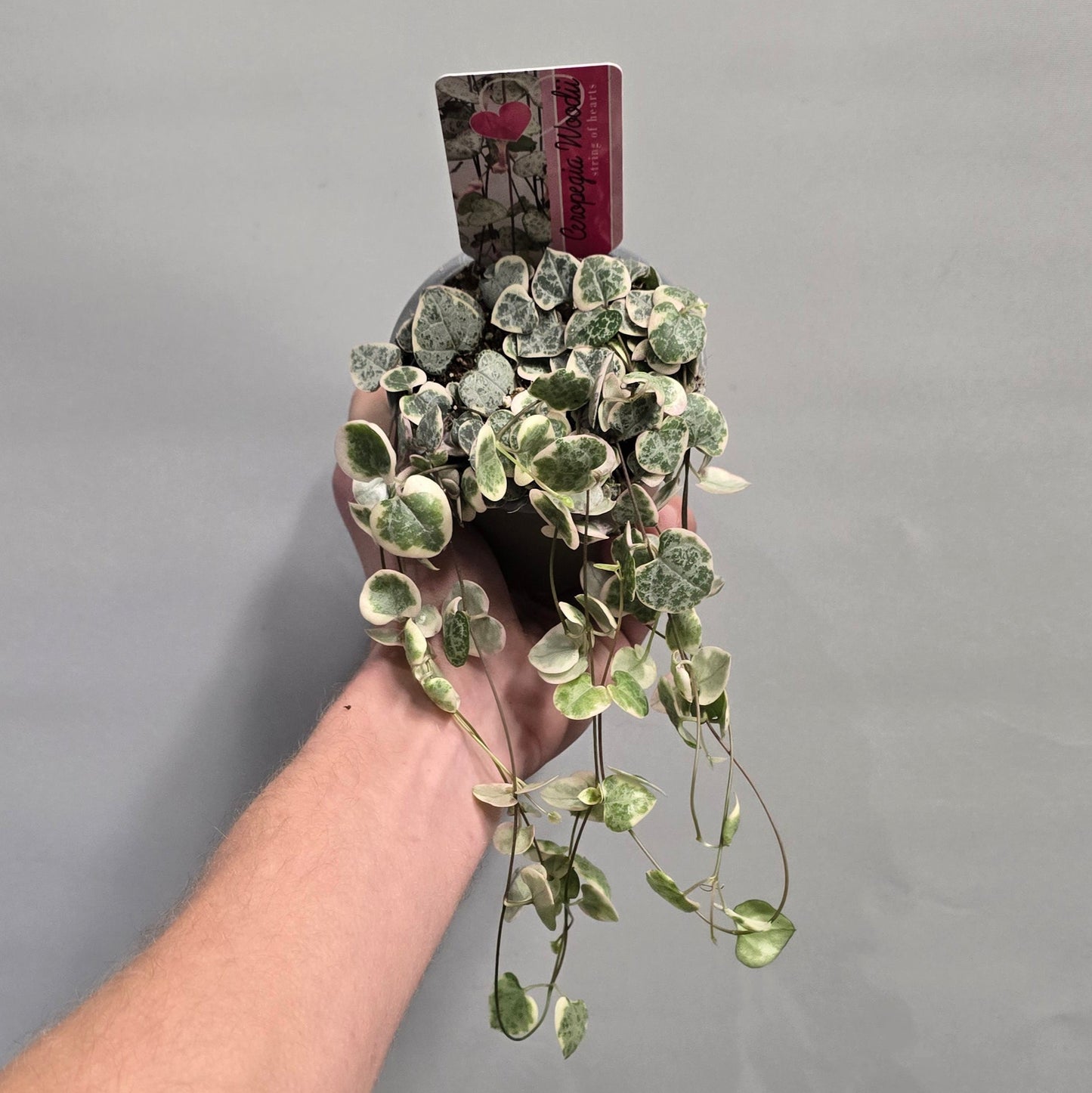 String of Hearts - Variegated