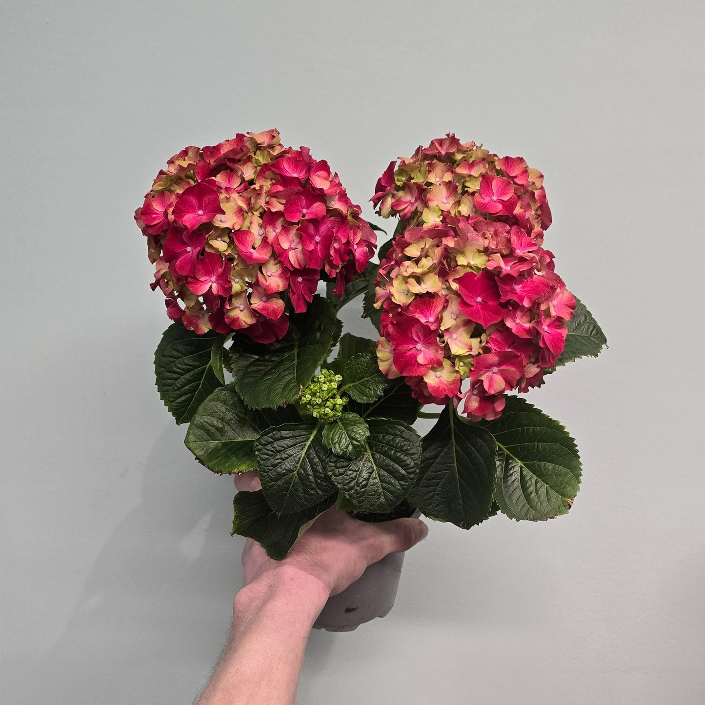 Hydrangea Macrophylla