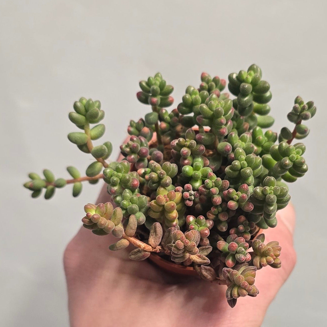 Mini - Sedum Sthalii Baked Beans