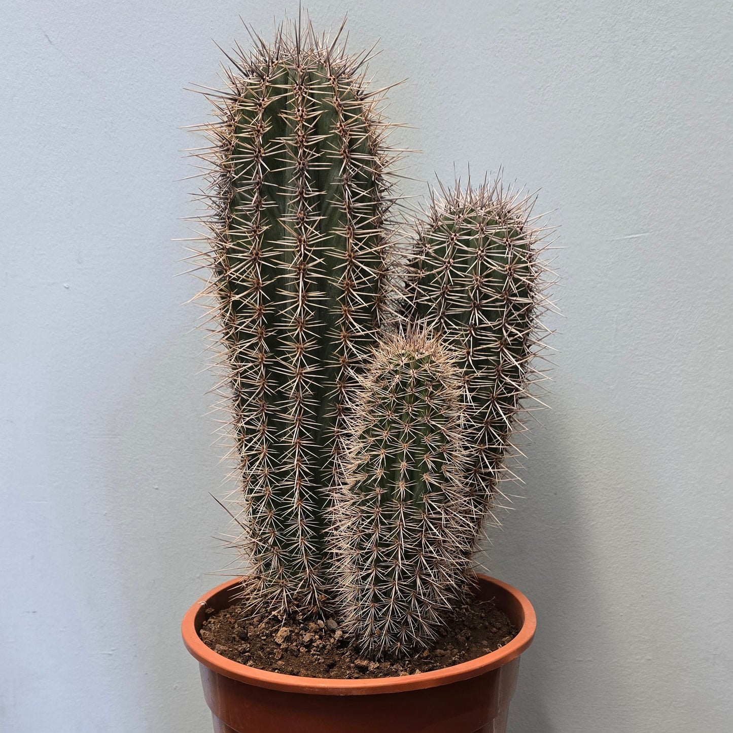 Cactus - Pilocereus Pringlei 50-60cm