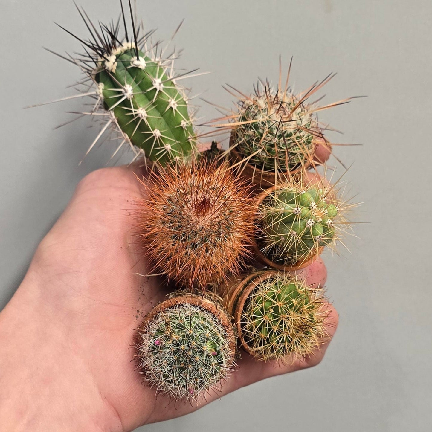 Cactus Bundle, Inc - 6 x Tiny Cacti