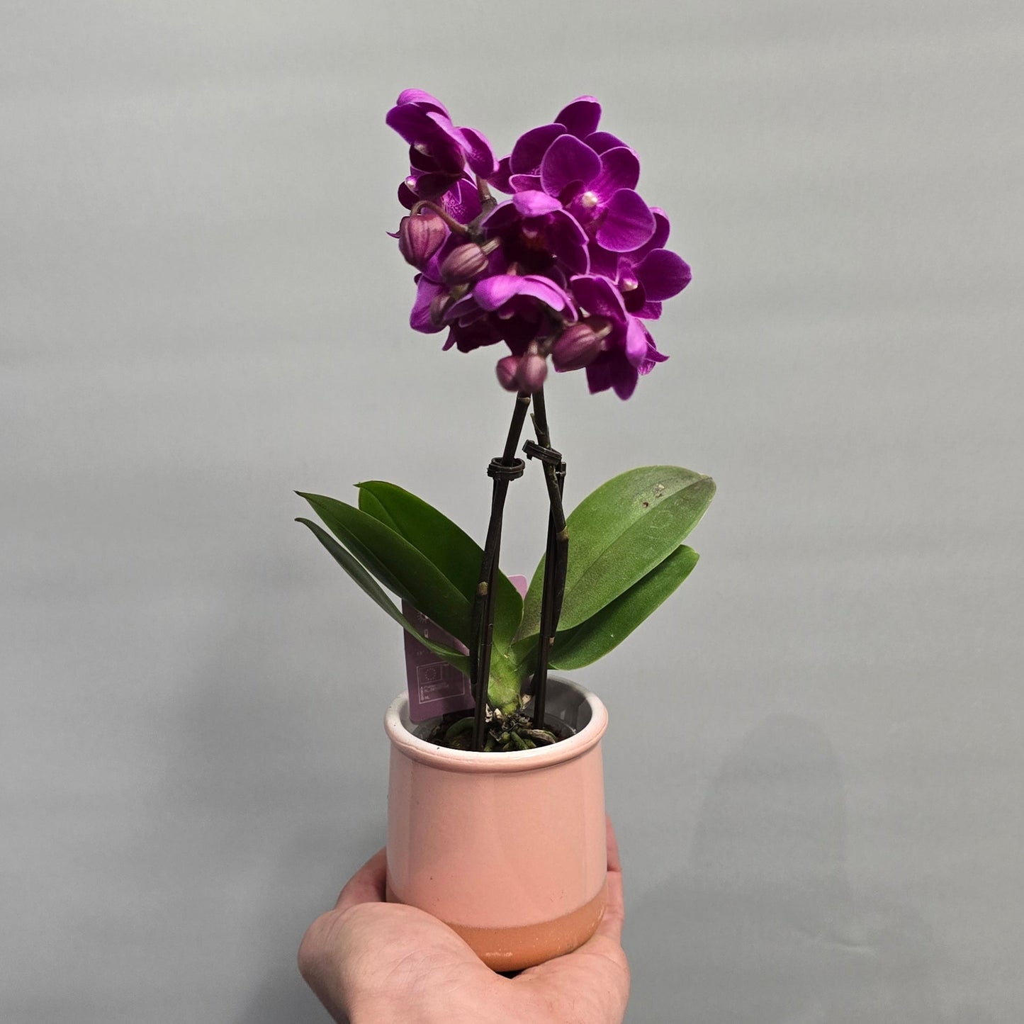 Small Moth Orchids - Double Stems & Ceramic Pot