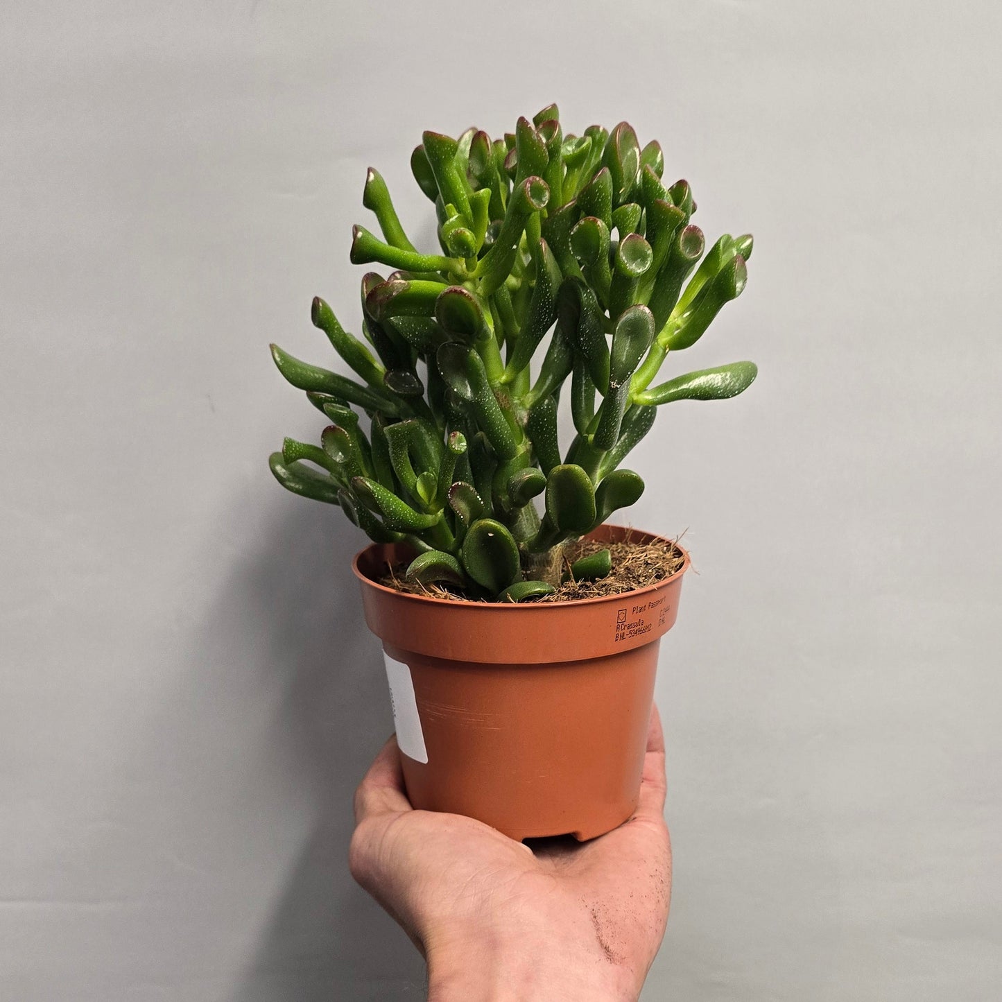Crassula - Crasshorn Tree
