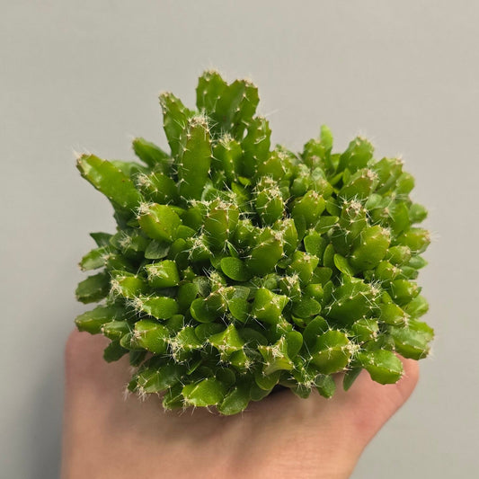 Mini - Dragon Fruit Cactus