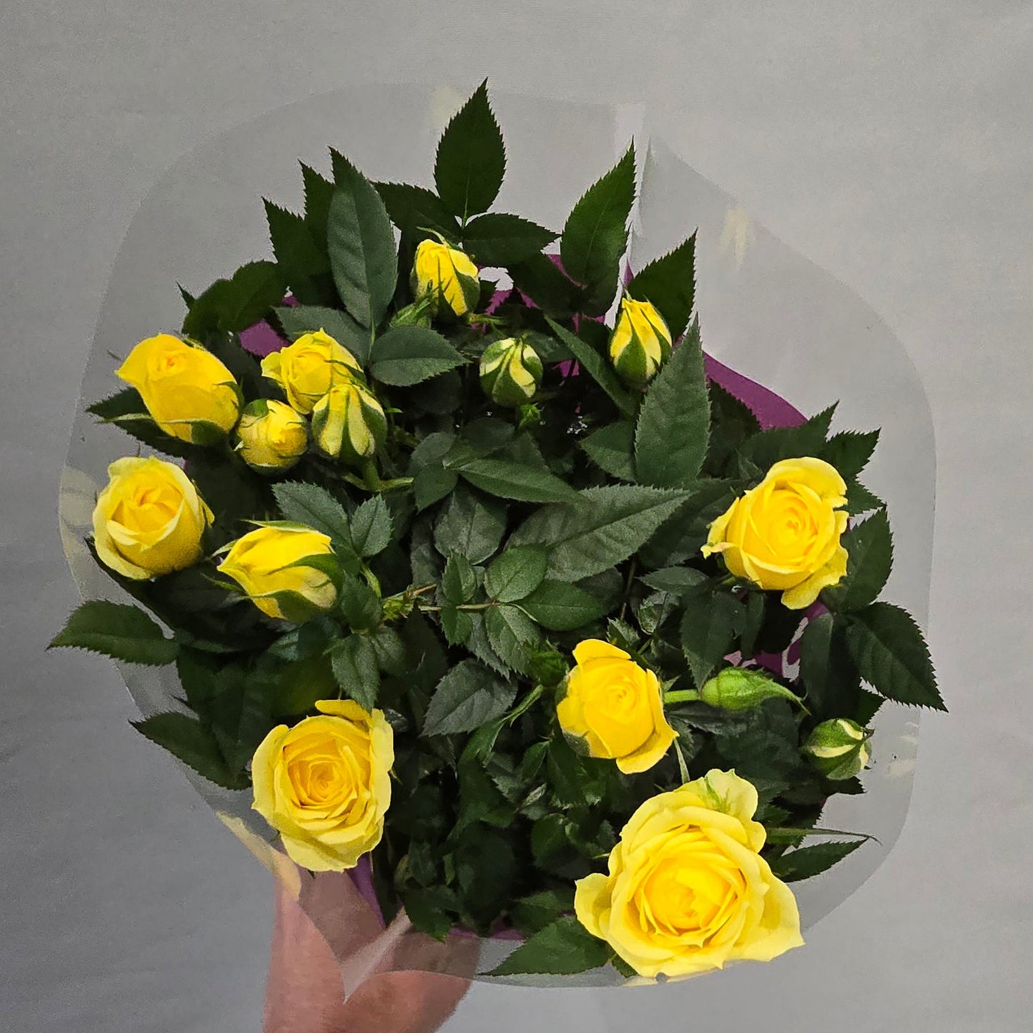 Palace Roses In Or Outdoors - Mix