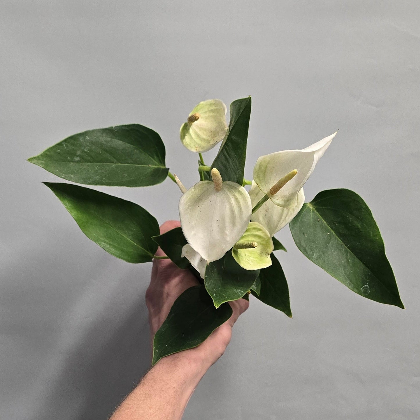 Flowering Anthurium - Mix