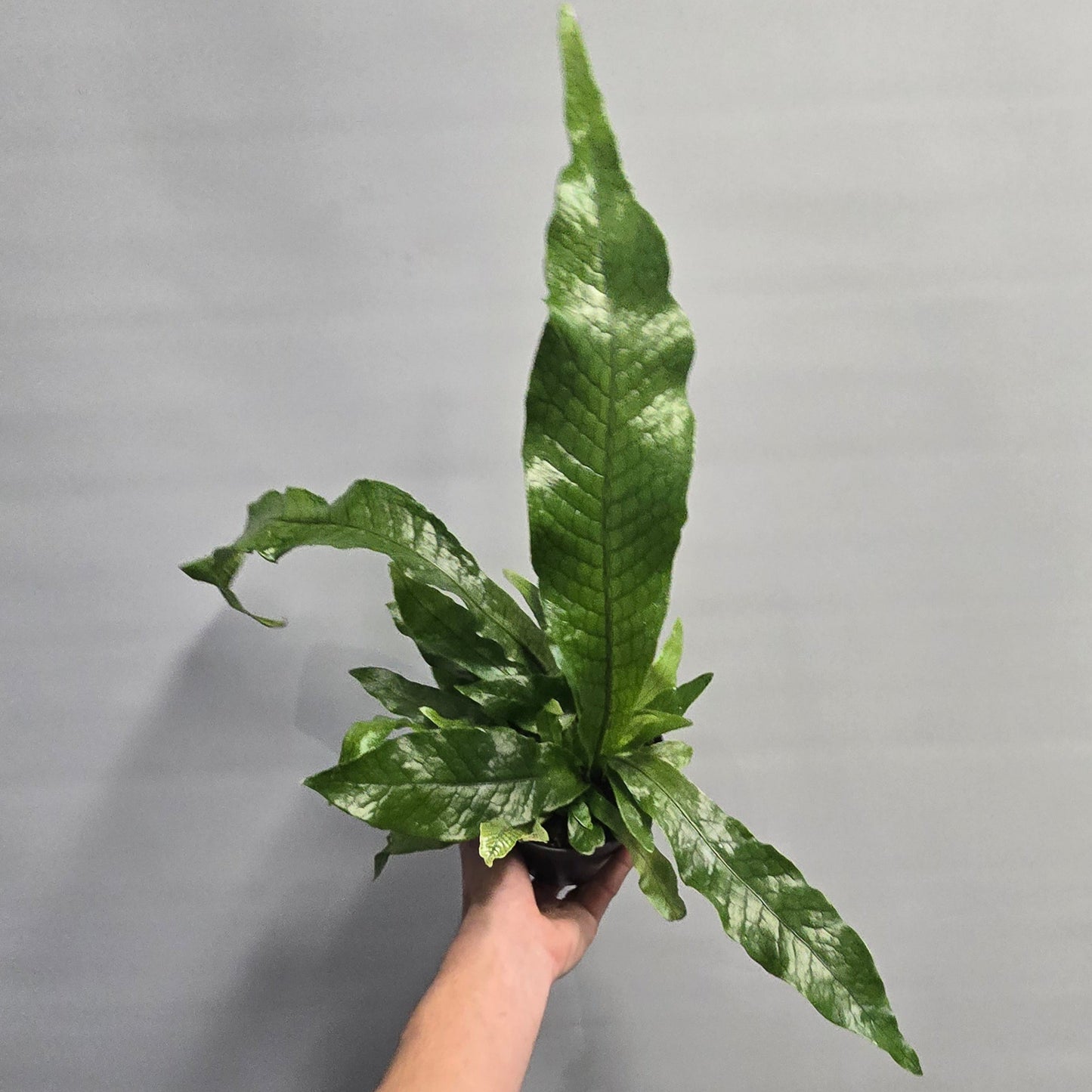 Crocodile Fern