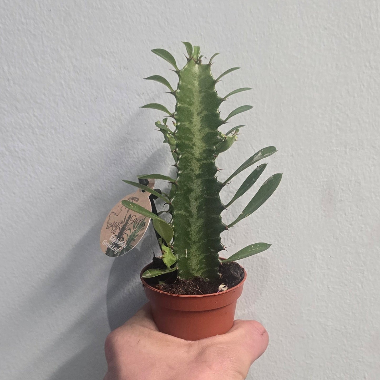 Mini Euphorbia Cactus - Varities