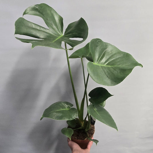 Monstera Deliciosa - Swiss Cheese Plant