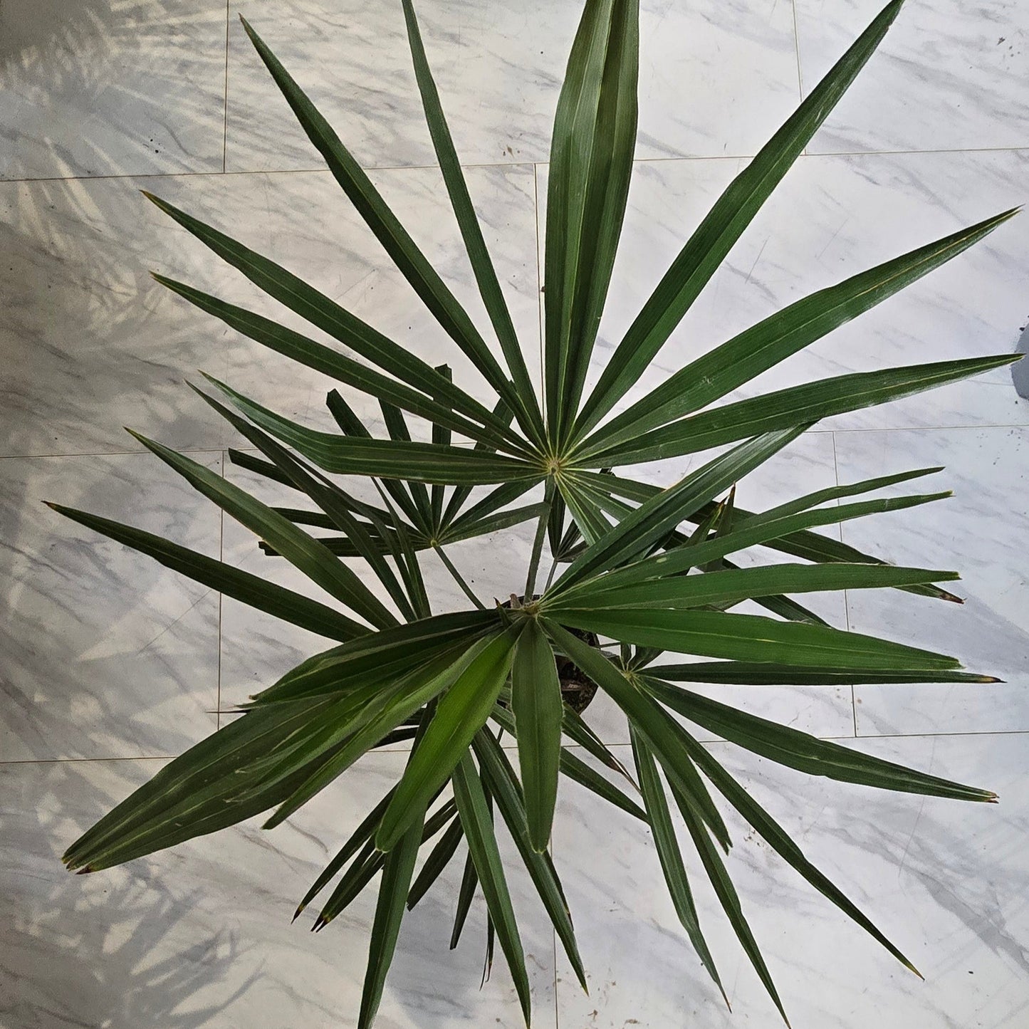 Tracycarpus Fortunei - 60cm