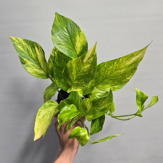 Pothos - Hicolour