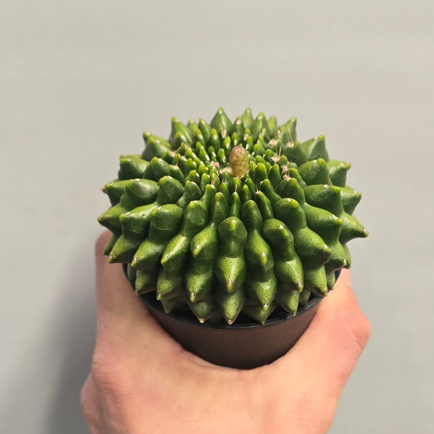 Mixed - Gymnocalycum Mihanovichii Cactus Variegated