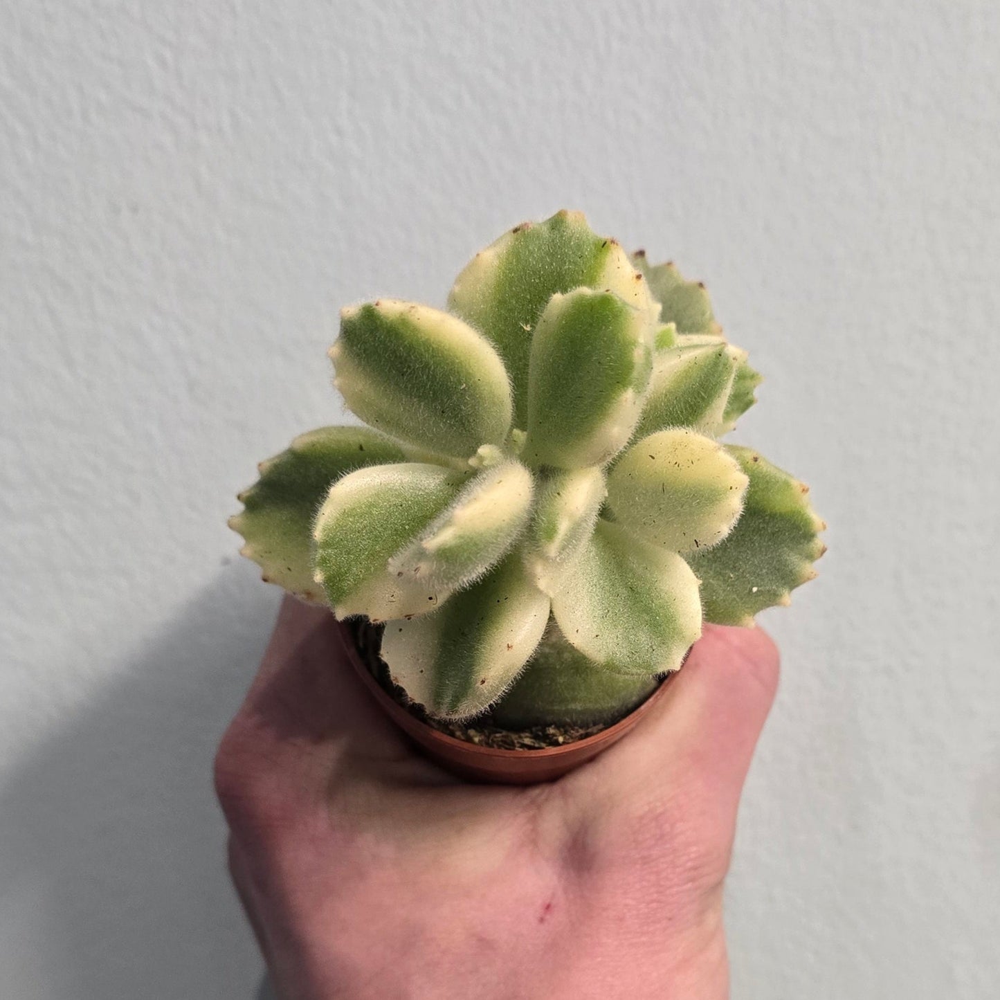 Mini - Bear's Paw Succulent
