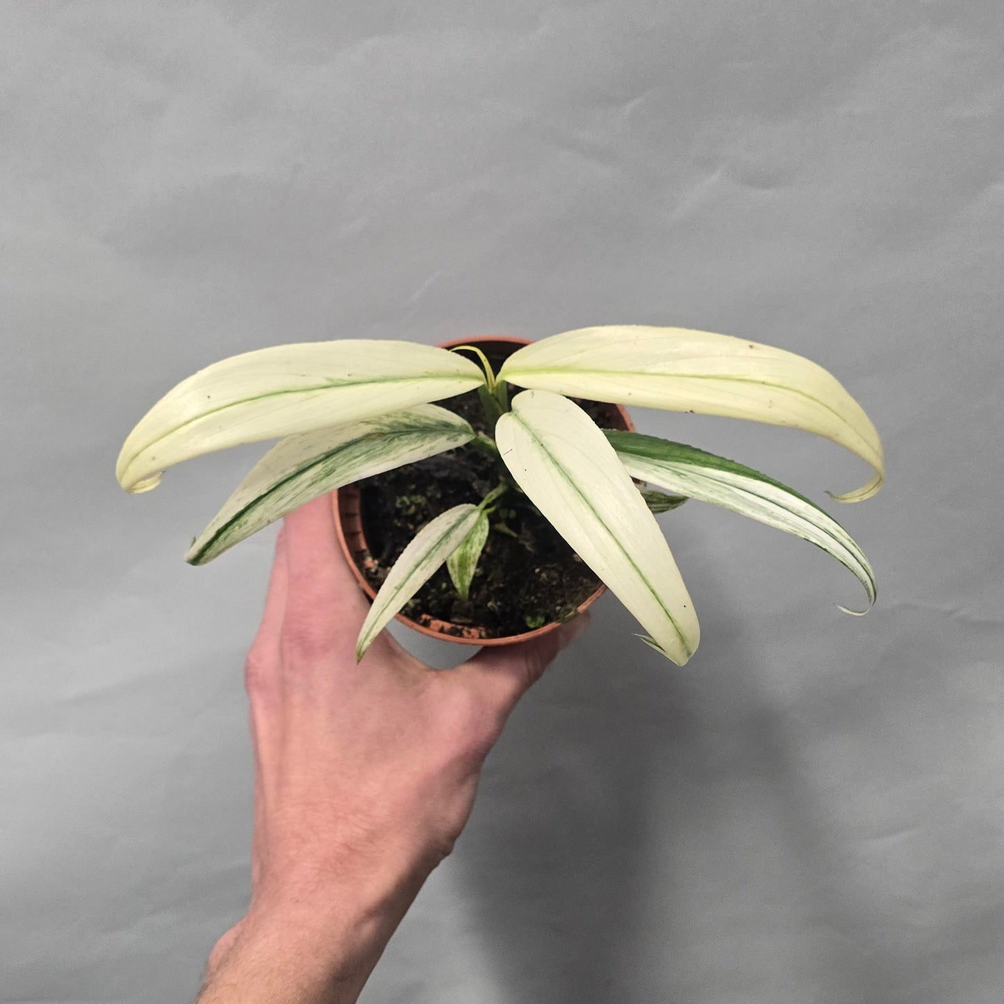 Epipremnum Amplissimum White Variegated
