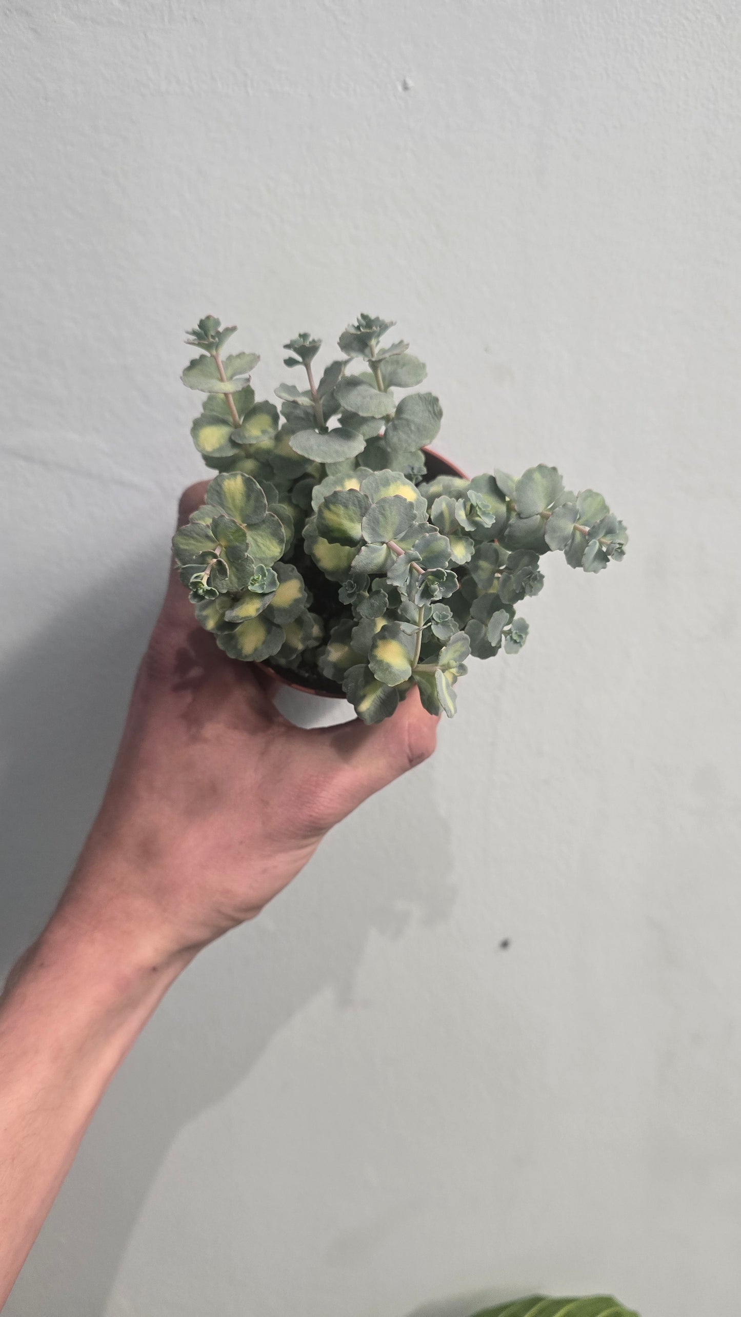 Small Sedum - Mixed