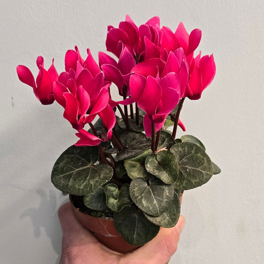 Cyclamen