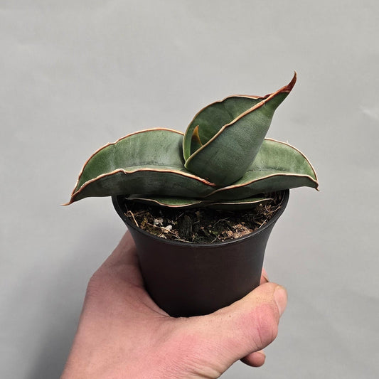 Sansevieria Collectors Mix