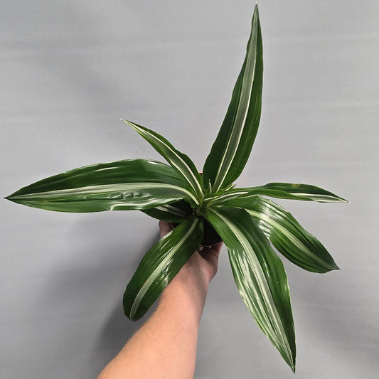 Dracaena Fragrans White Stripe
