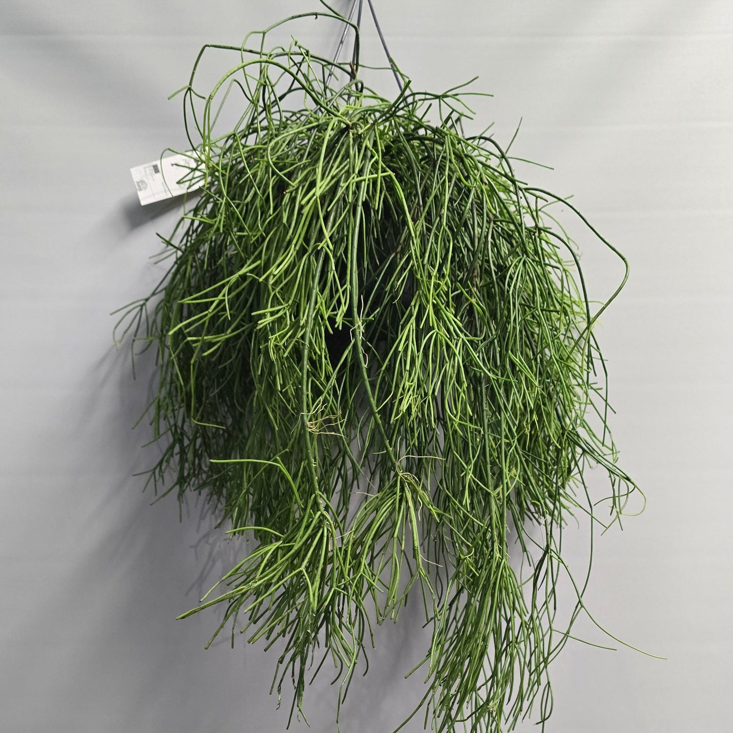 Hanging - Rhipsalis Baccifera
