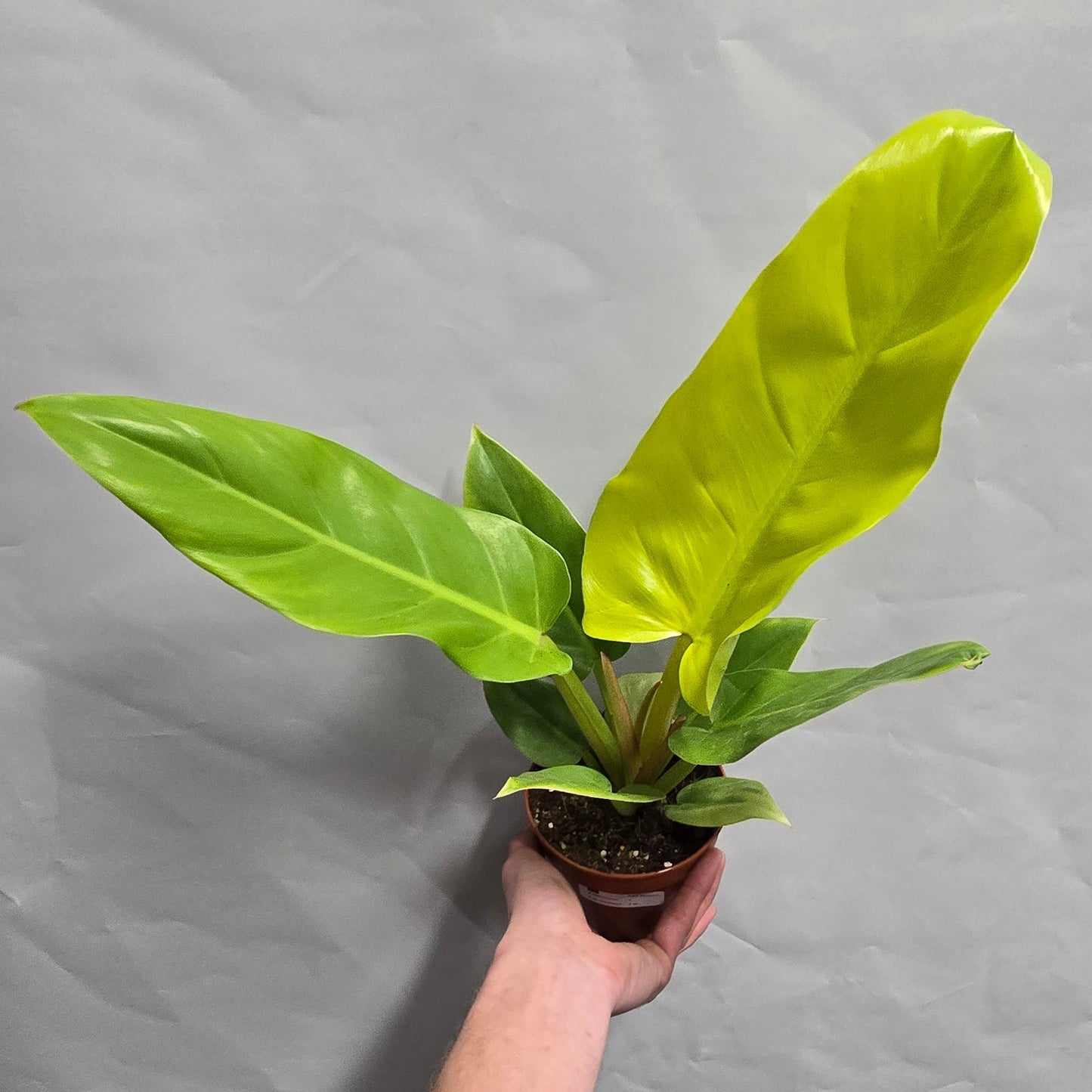 Philodendron Melinonii Gold
