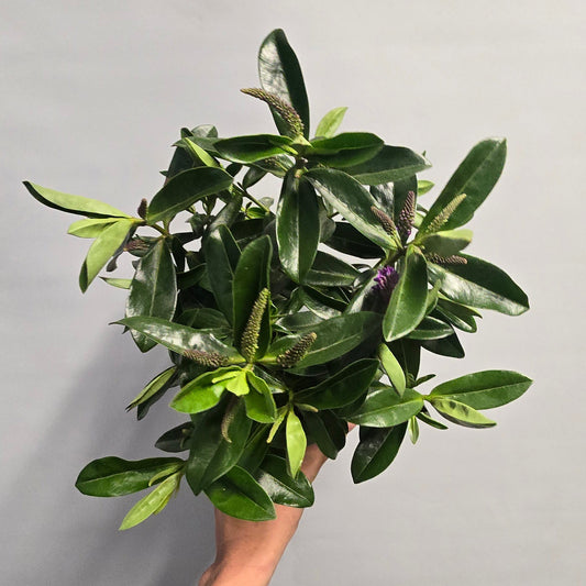 Hebe Tikitiki - Pink Kiwi