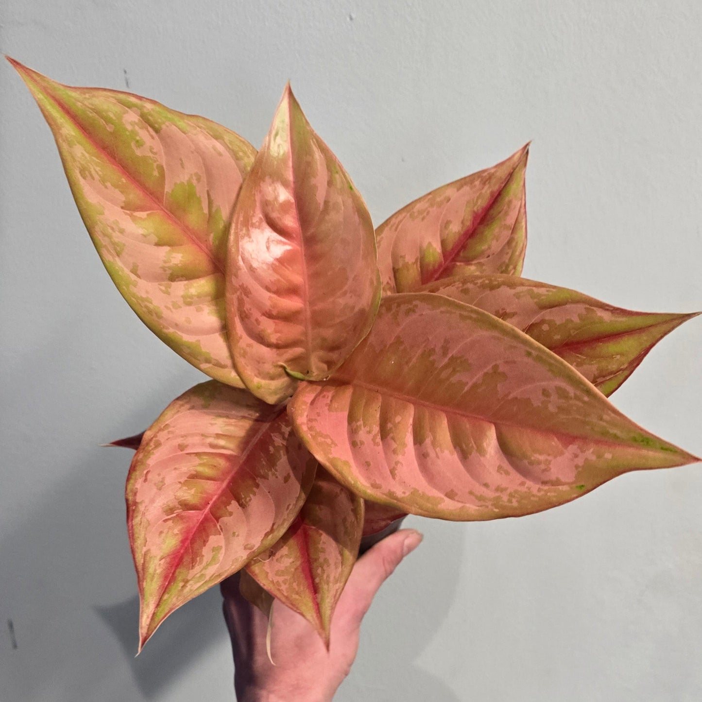Aglaonema Baby Pink