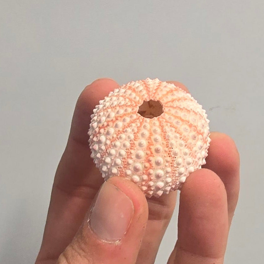 Urchin Shells - Mixed