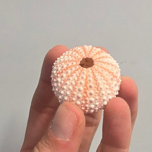 Urchin Shells - Mixed
