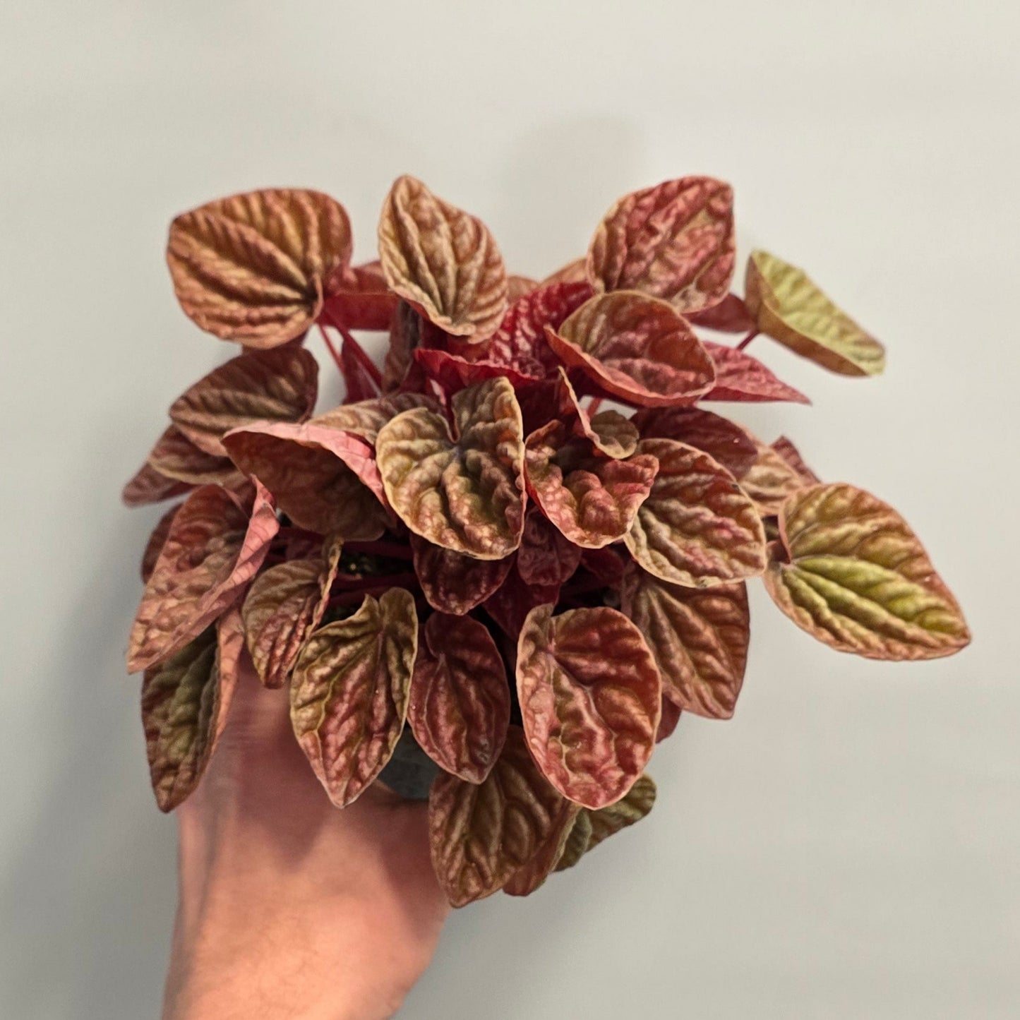 Peperomia Pink Quito