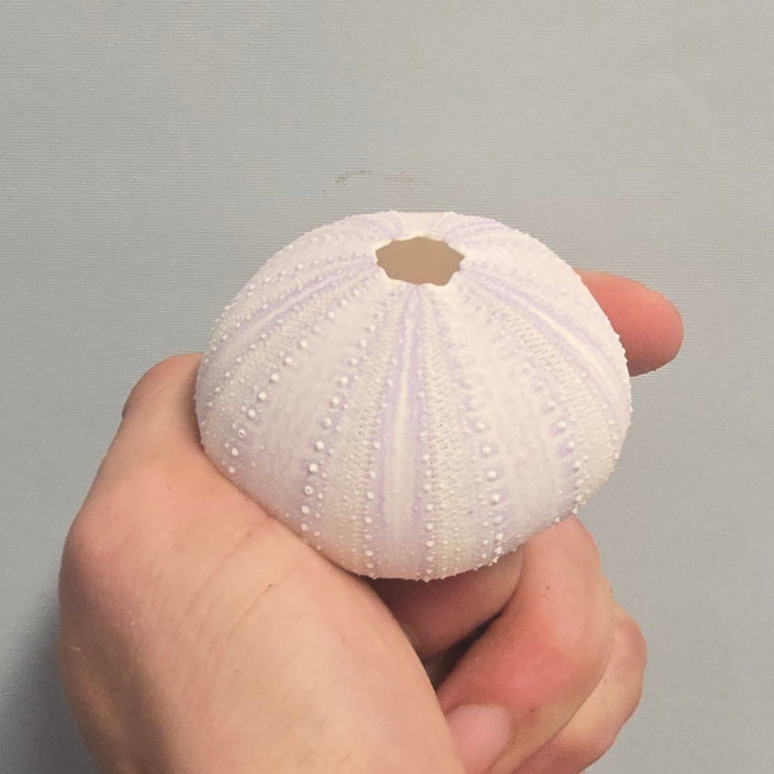 Urchin Shells - Mixed