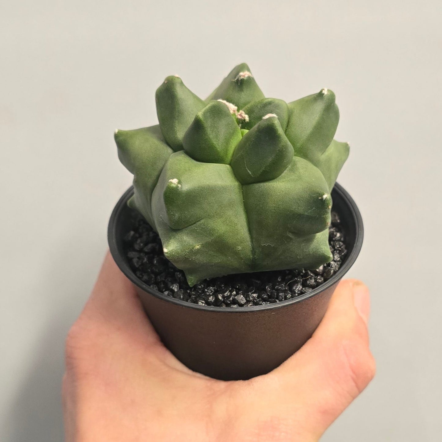 Mixed - Gymnocalycum Mihanovichii Cactus Variegated