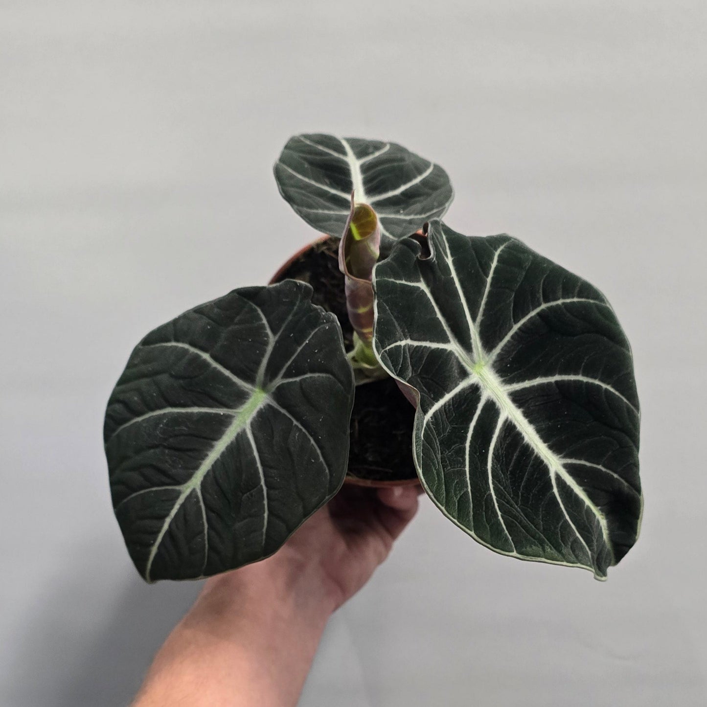 Alocasia black velvet