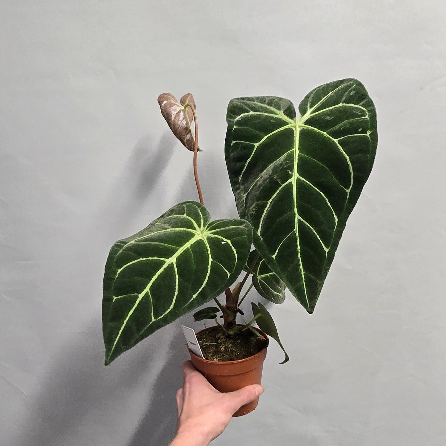 Anthurium Magnificum (Damaged)