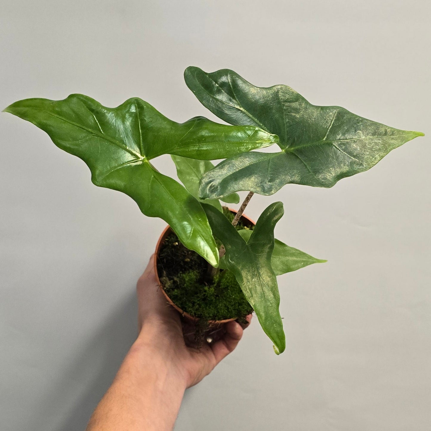 Alocasia Batwing
