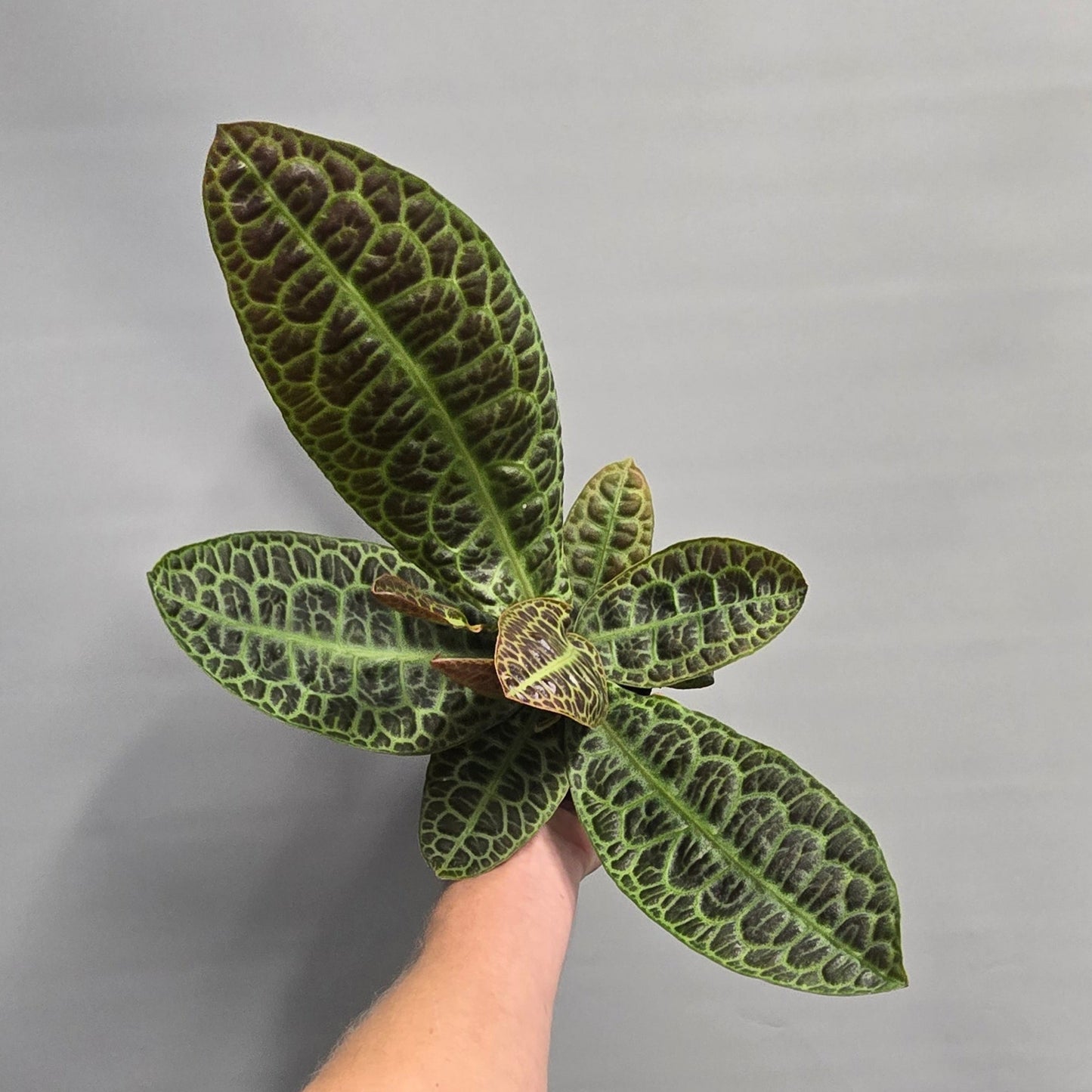 Labisia Obtusifolia "Kura Kura" - Turtle Back